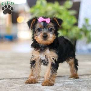 Dolly, Yorkie Puppy